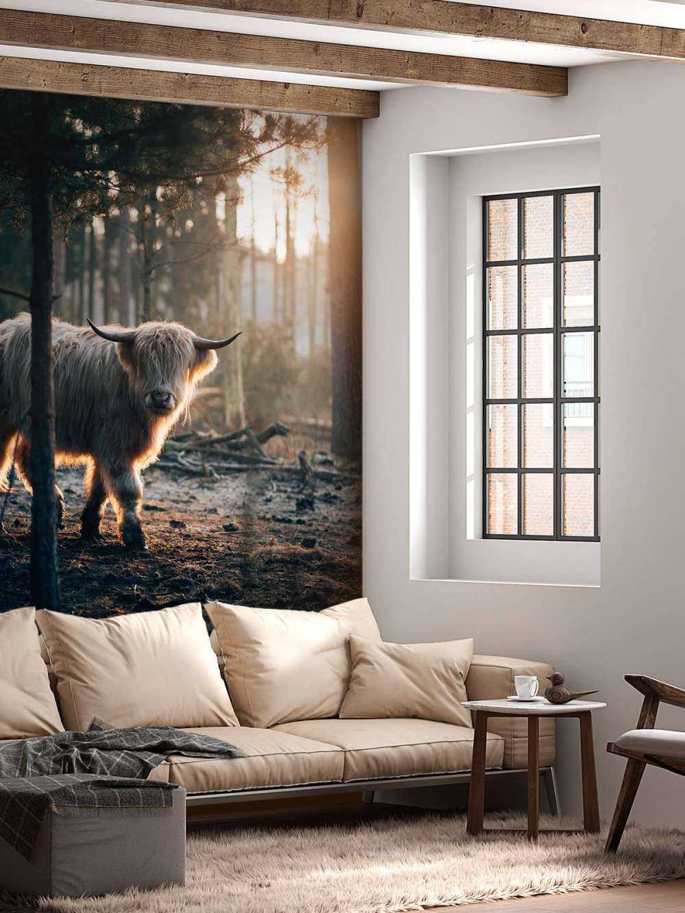 White Scottish Highlander