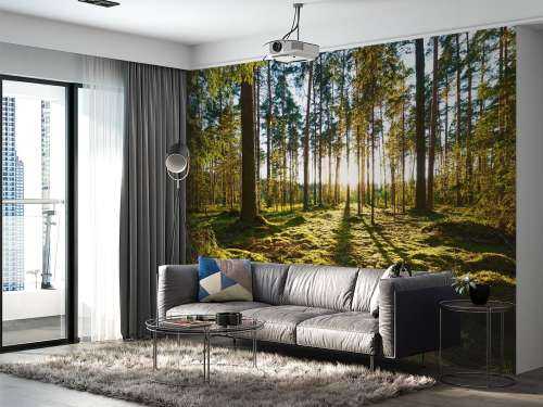 Pine forest