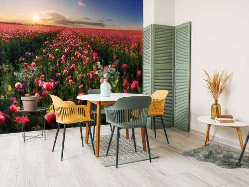 Pink poppies field