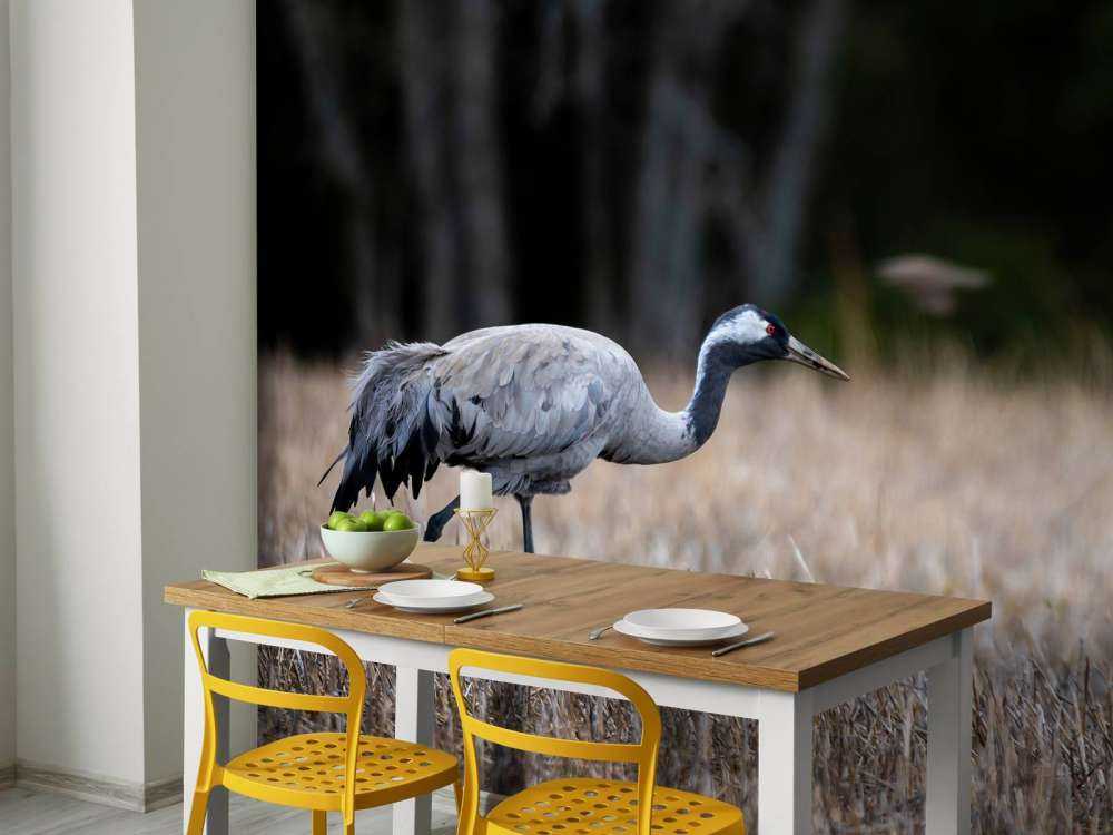 Lopende kraanvogel