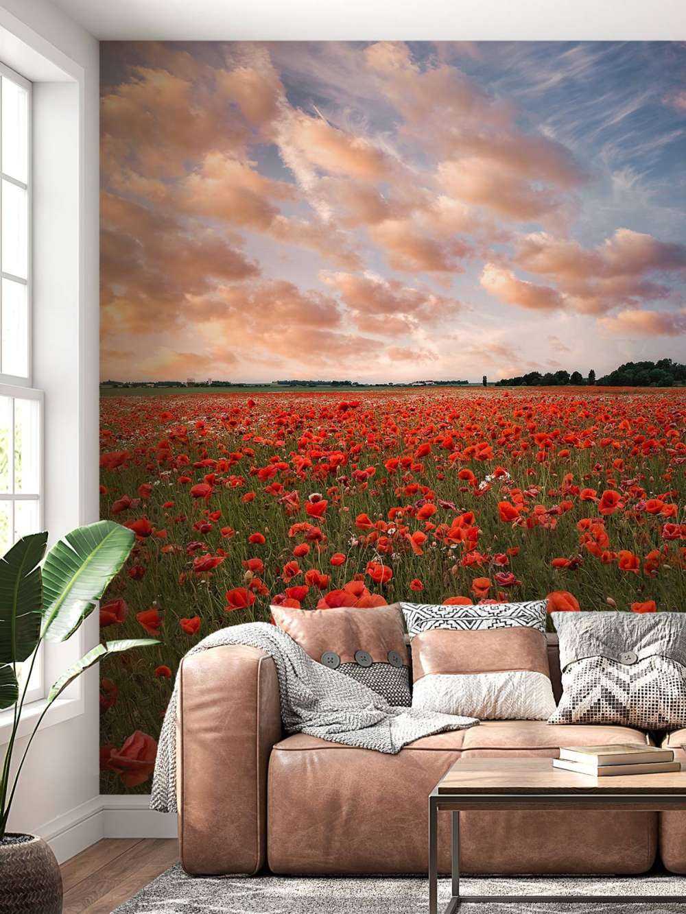 Poppy field in Sweden
