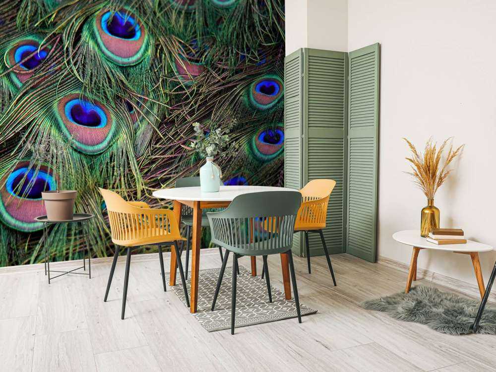 Close-up of peacock feathers