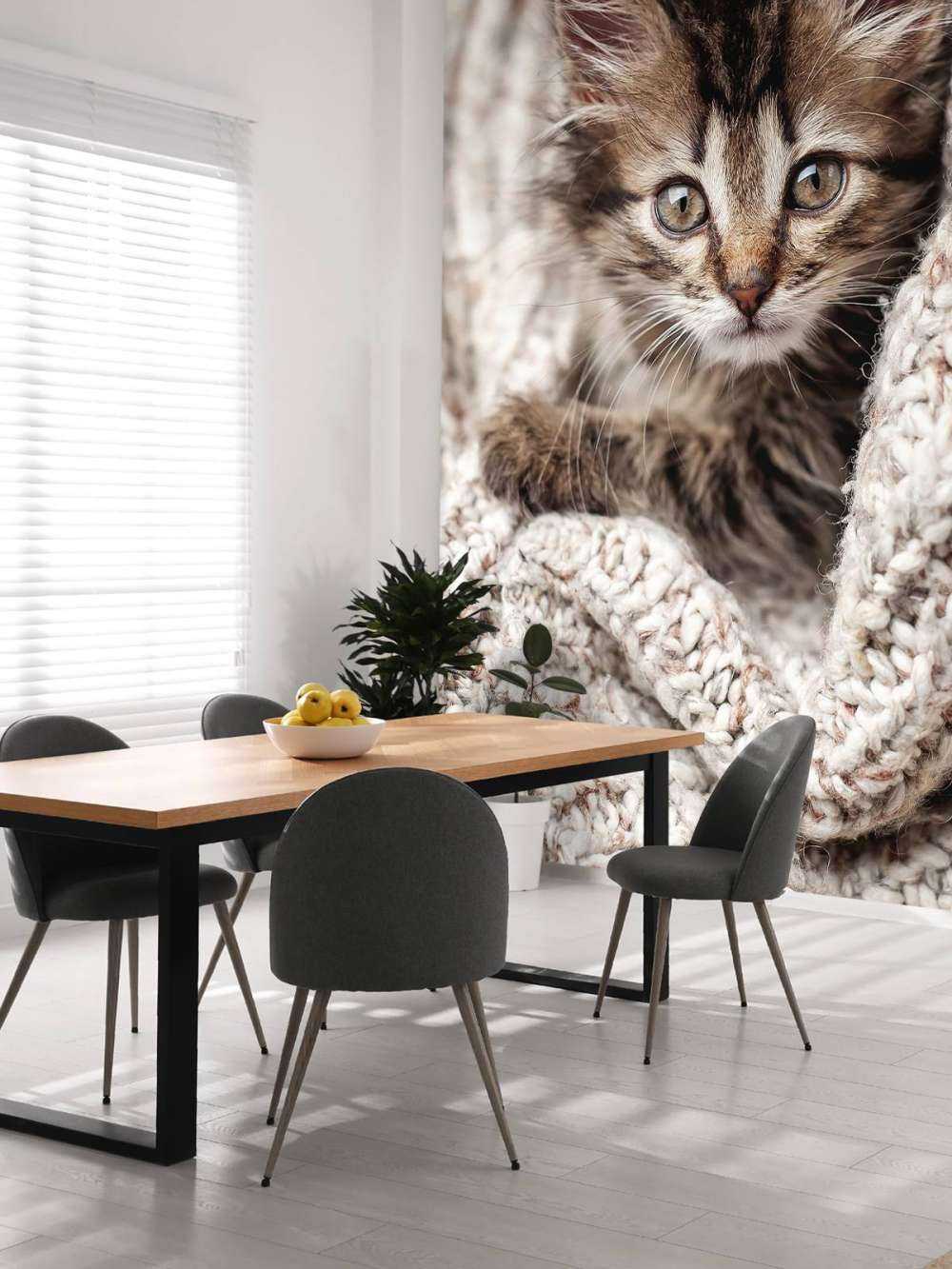 Kitten in a blanket