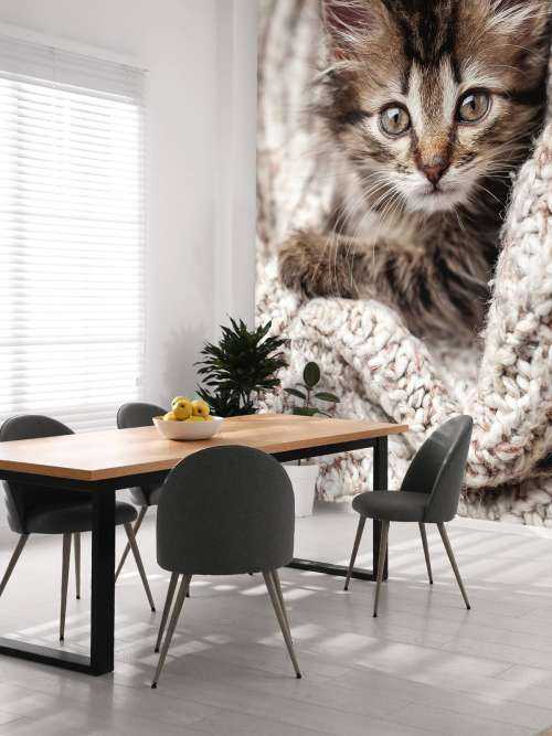 Kitten in a blanket