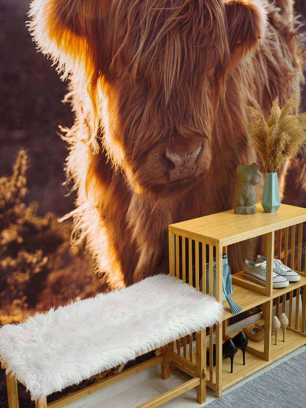 Scottish Highlander in the sun