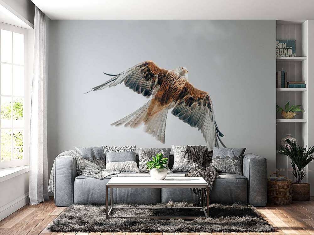 Red kite in the sky