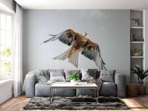 Red kite in the sky