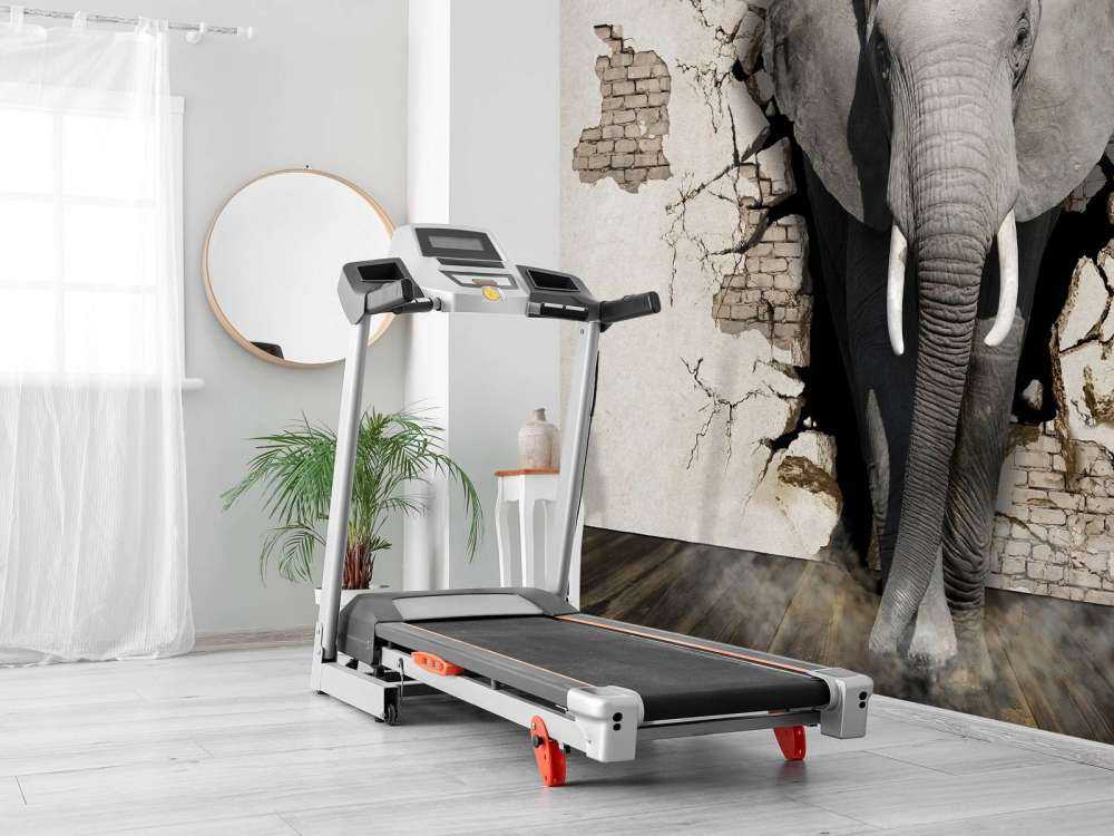 3D Elephant from the wall