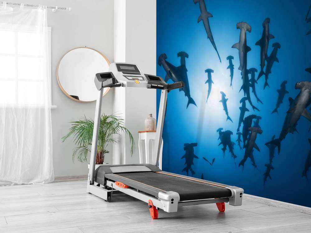 Hammerhead Shark - Underwater Photography