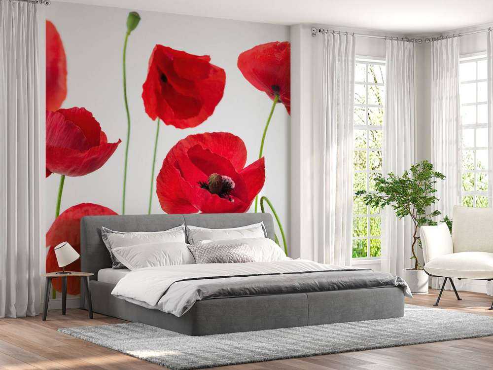 Poppies on white background