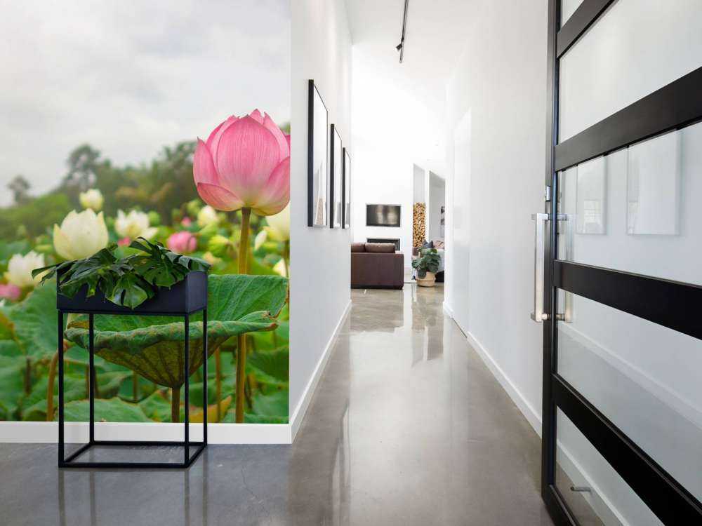 Pink and white lotus flowers