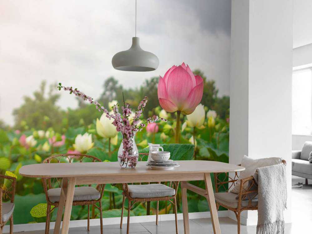 Pink and white lotus flowers