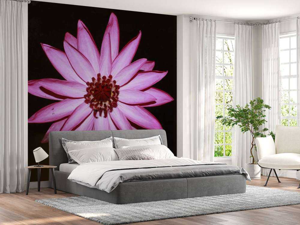 Lotus flower from above