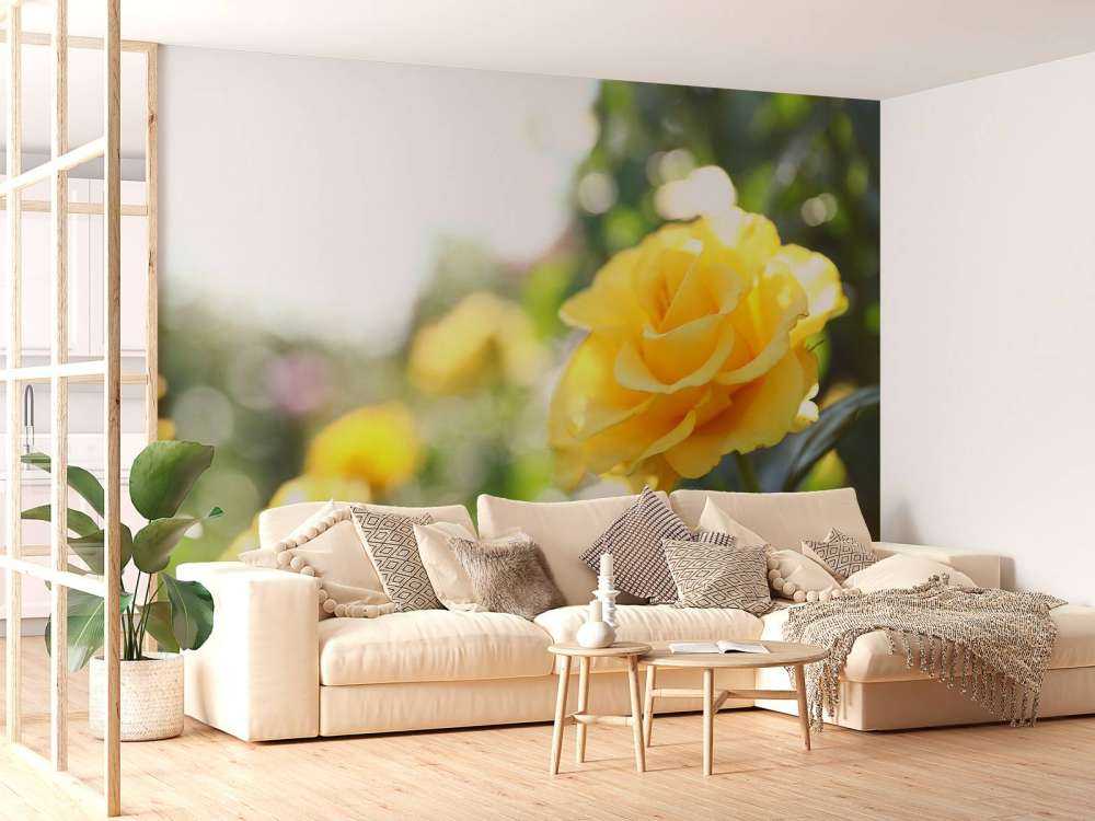 Yellow roses