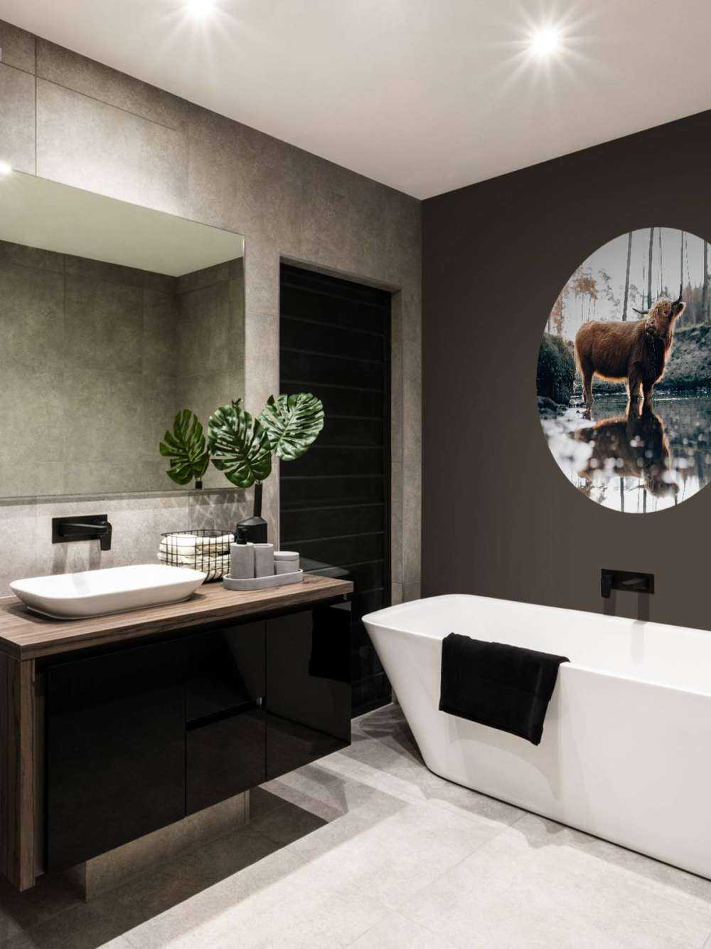 Scottish Highlander in the water