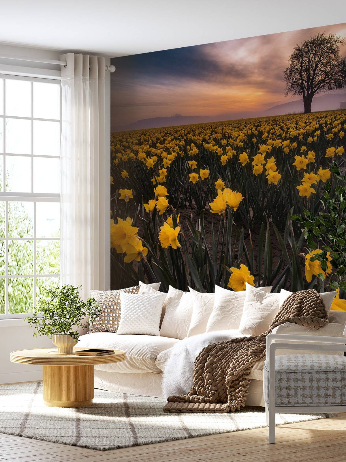 Field with daffodils