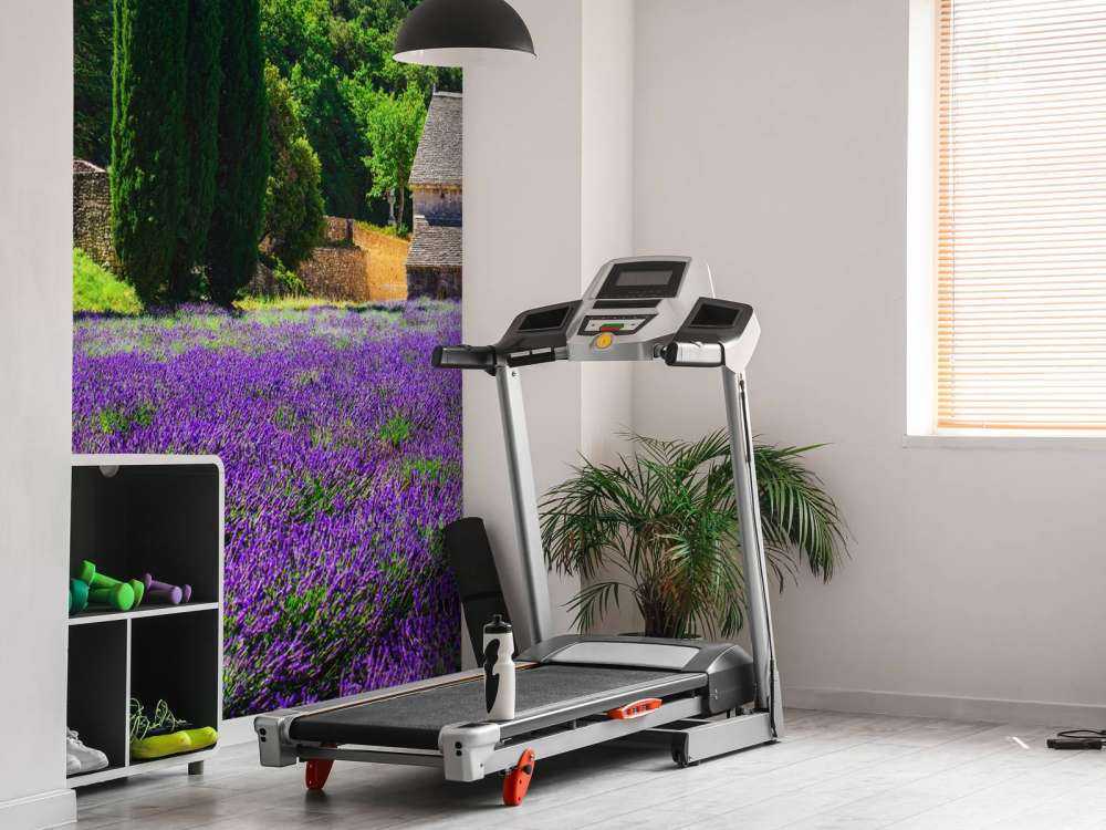 Fairy lavender field