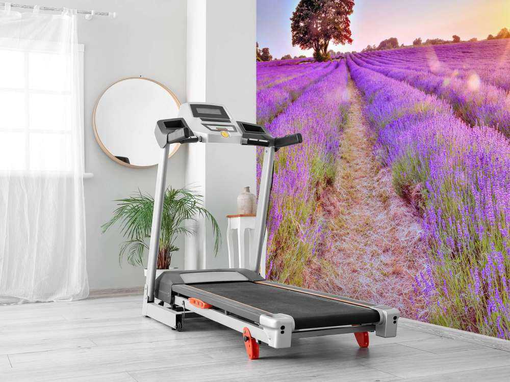 Lavender field at sunset