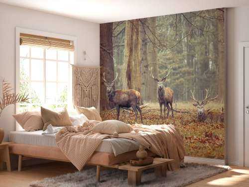 Wild deer