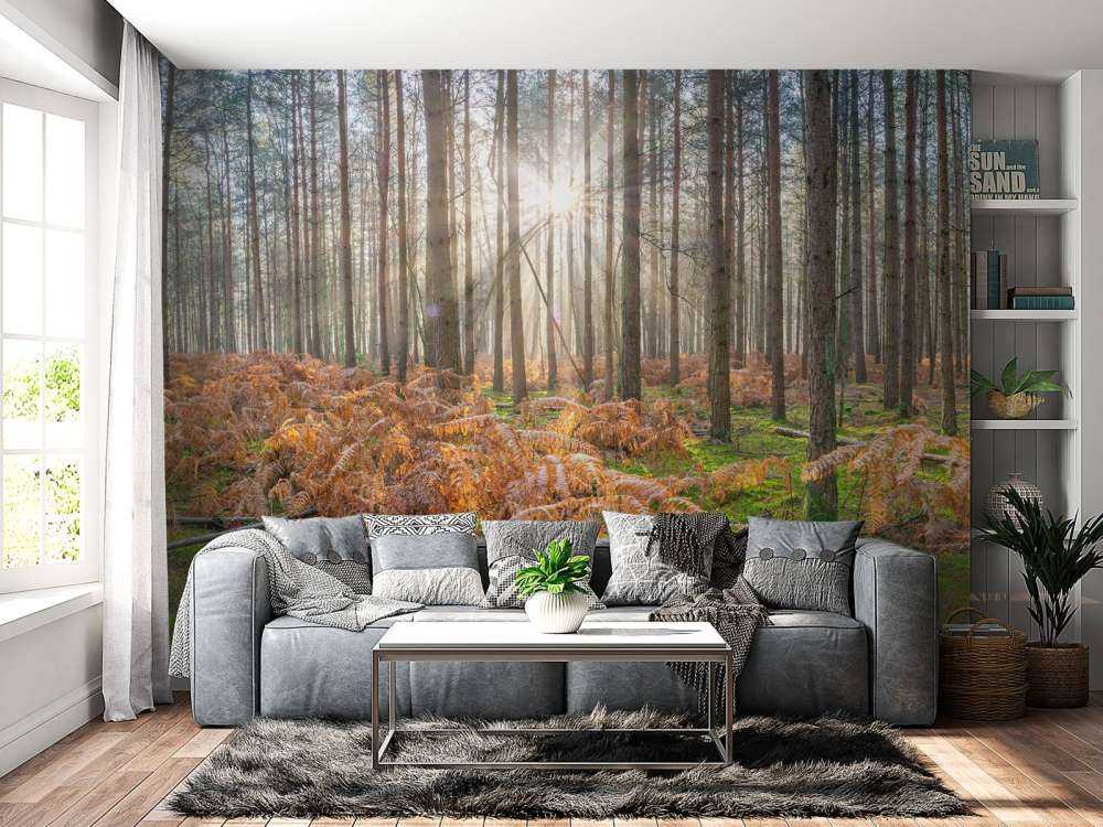 Forest during sunrise