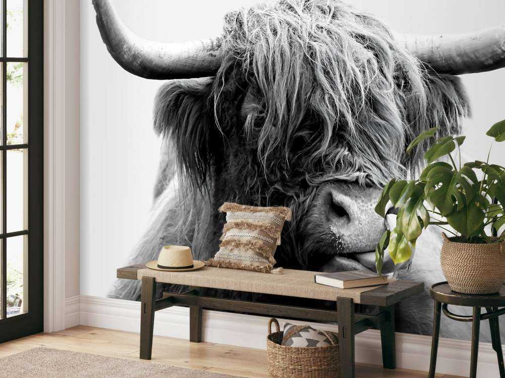 Funny Scottish Highlander