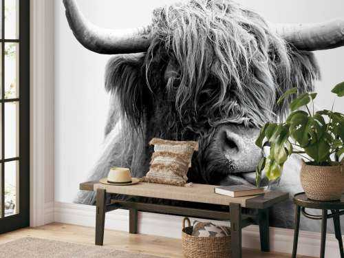 Funny Scottish Highlander