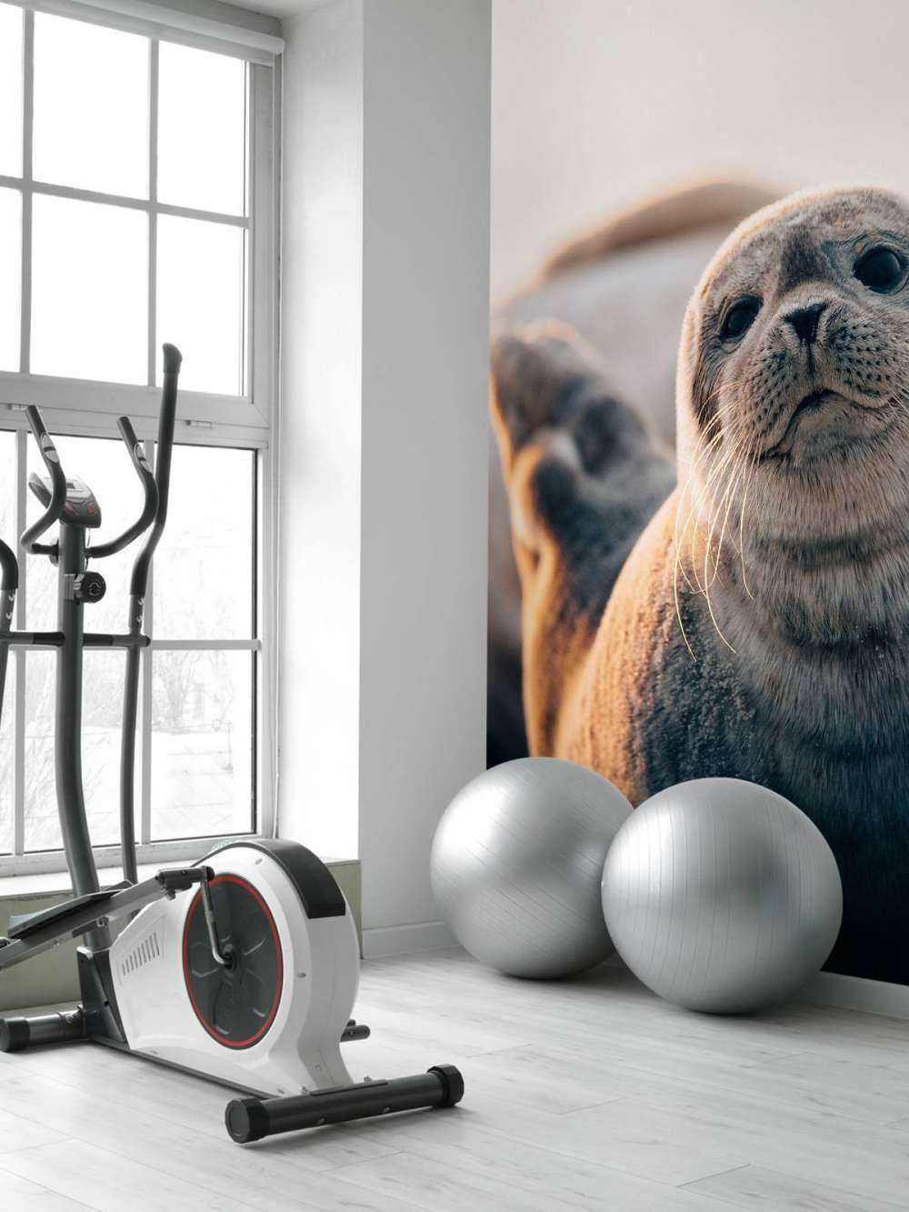 Seal on beach in evening light