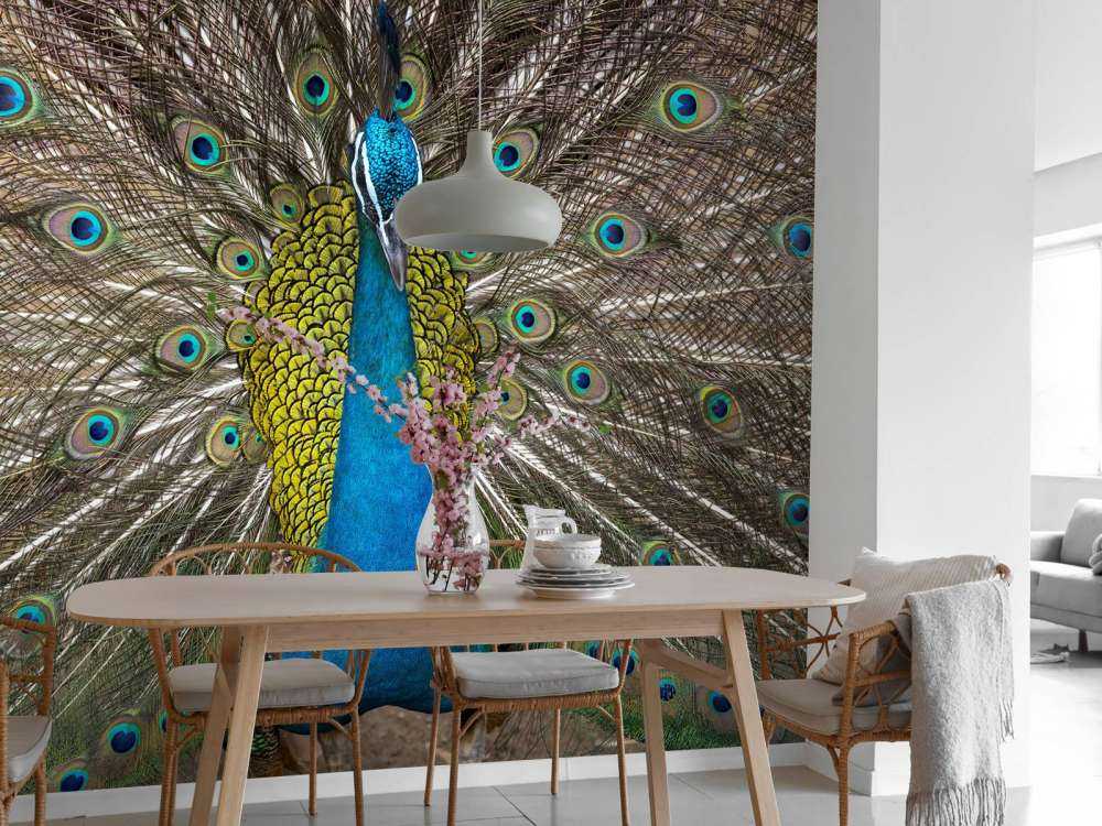 Peacock with stuffed feathers