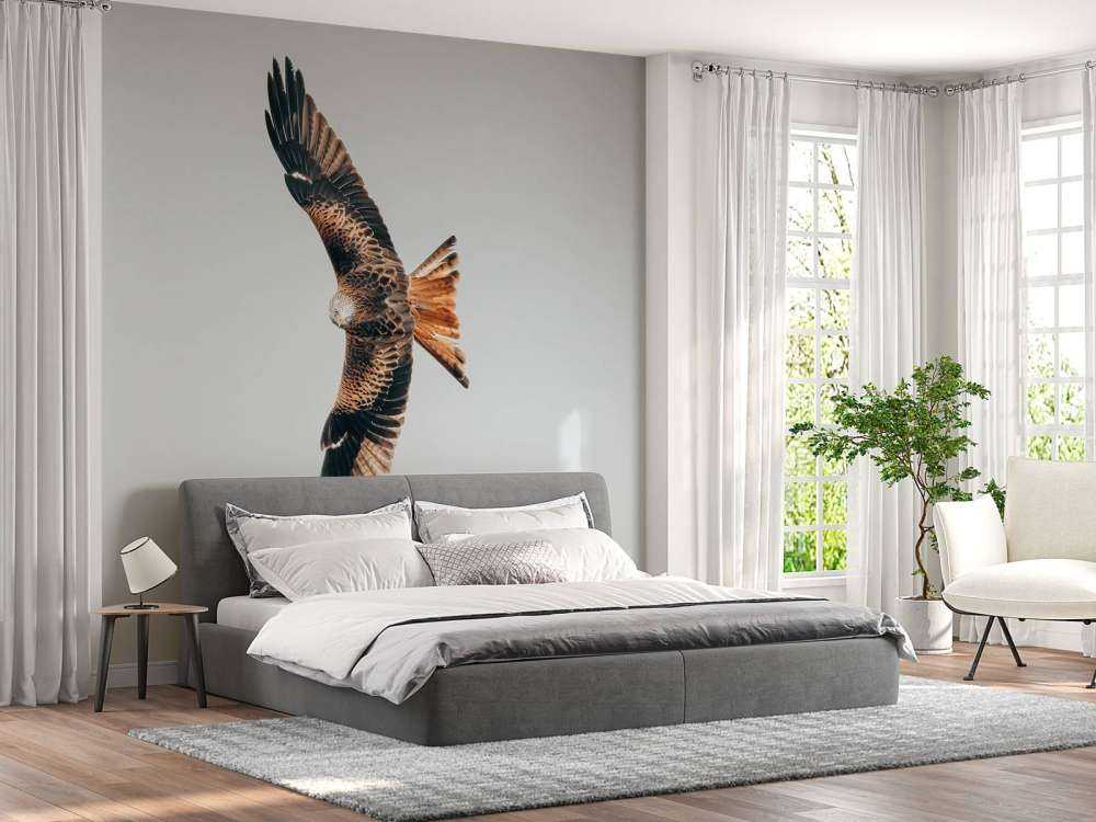 Red kite with wings spread