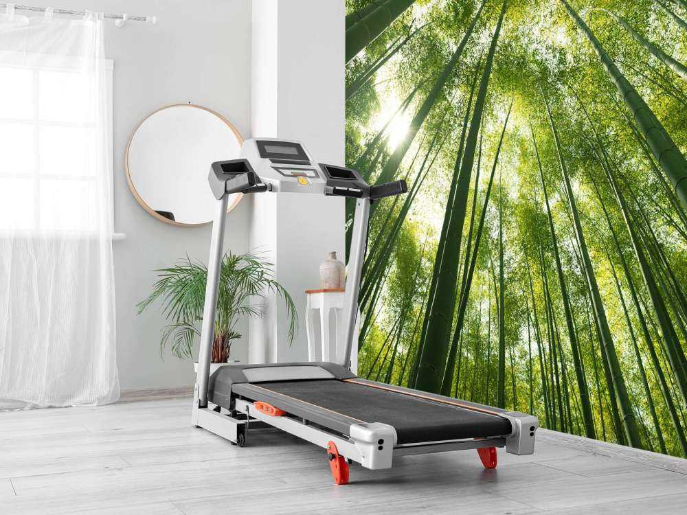 Bamboo forest in Japan