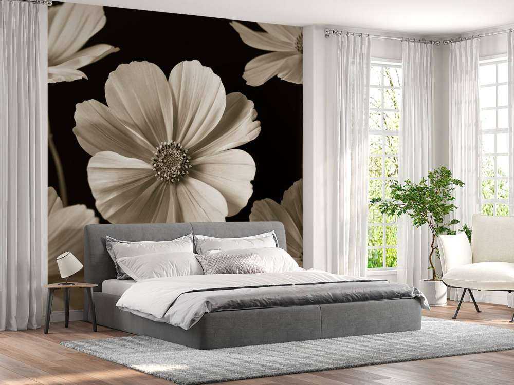 Multiple Cosmos flower