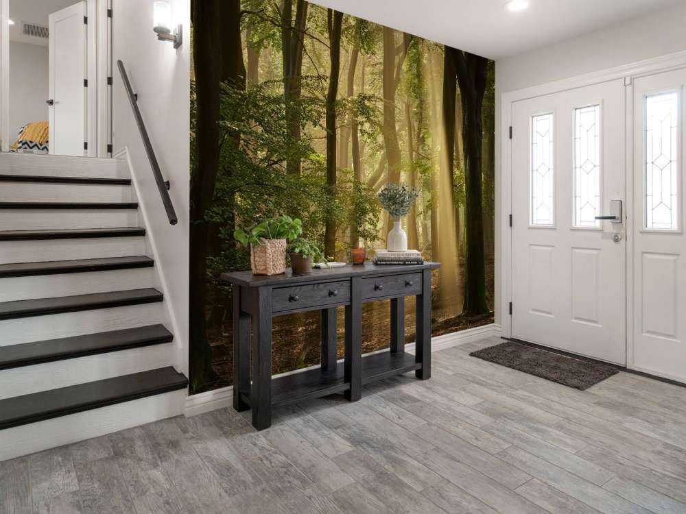 Old forest with sunharps