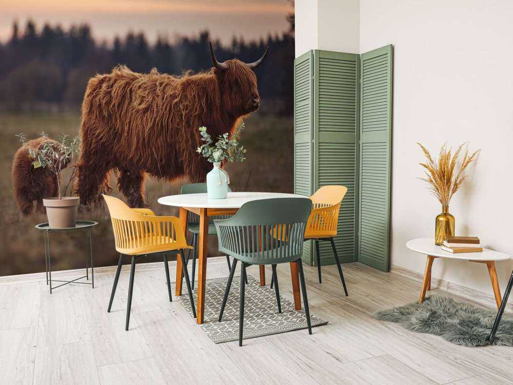 Scottish Highlanders in the meadow