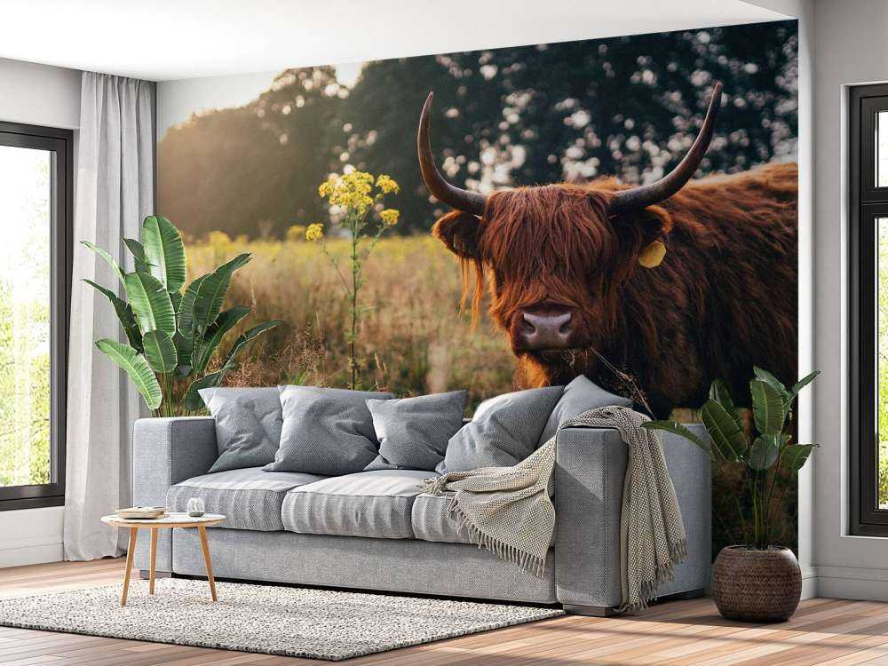 Scottish highlander in the high grass