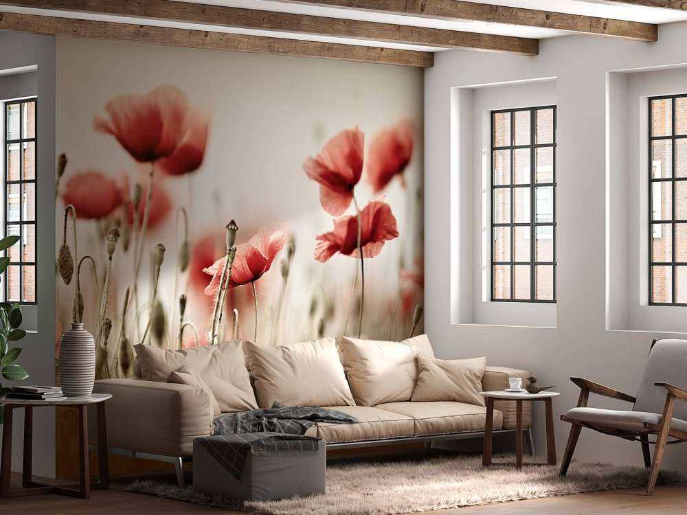 Dreamy poppies