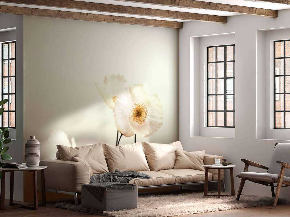 White poppies close-up