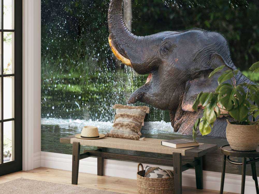 Elephant in water