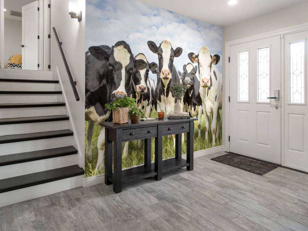 Herd with cows