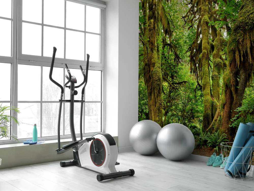 Old wilderness forest