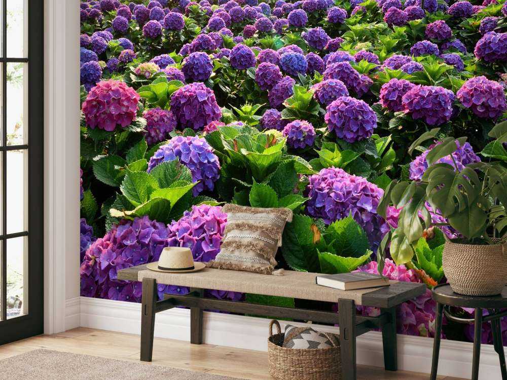 Hydrangeas in a field