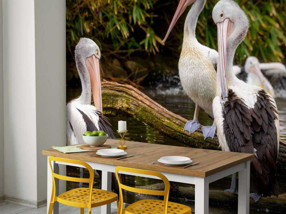 Australian pelicans