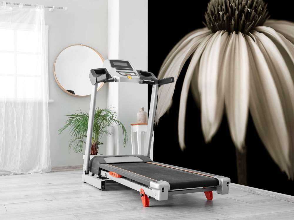 Cone flower close-up