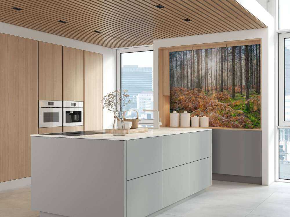 Forest during sunrise