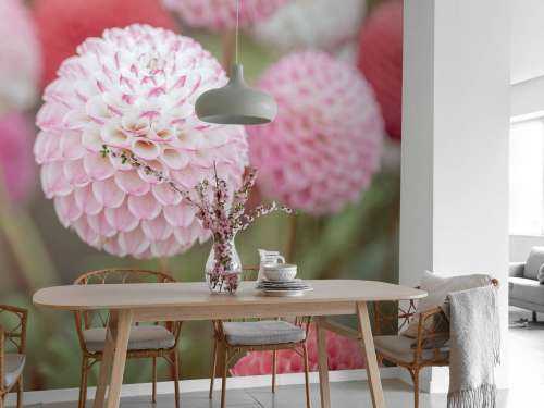Pink dahlia flowers