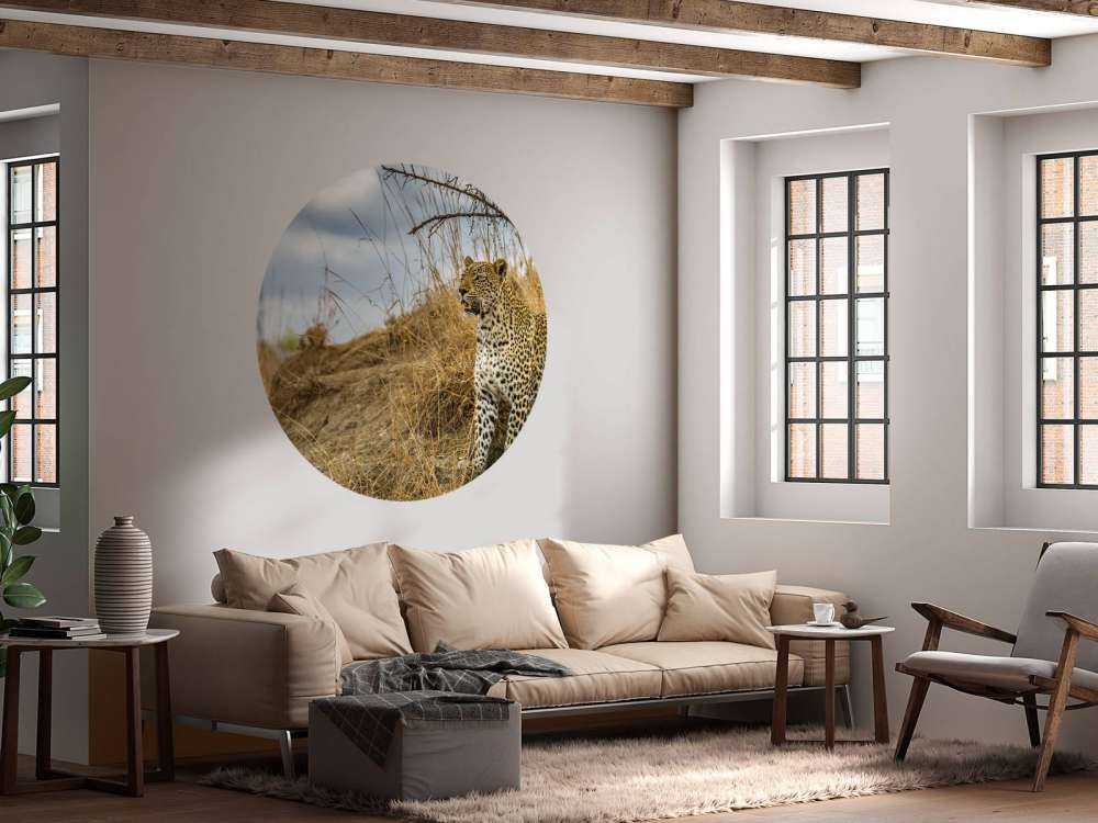 Leopard on the lookout