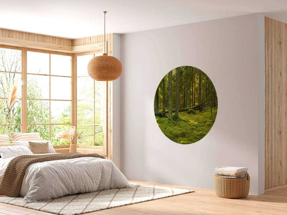 Green pine forest