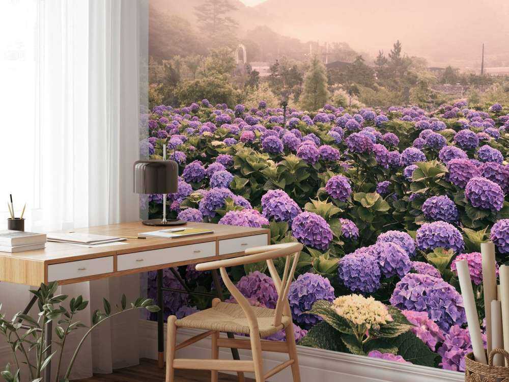 Hydrangeas in Beitou