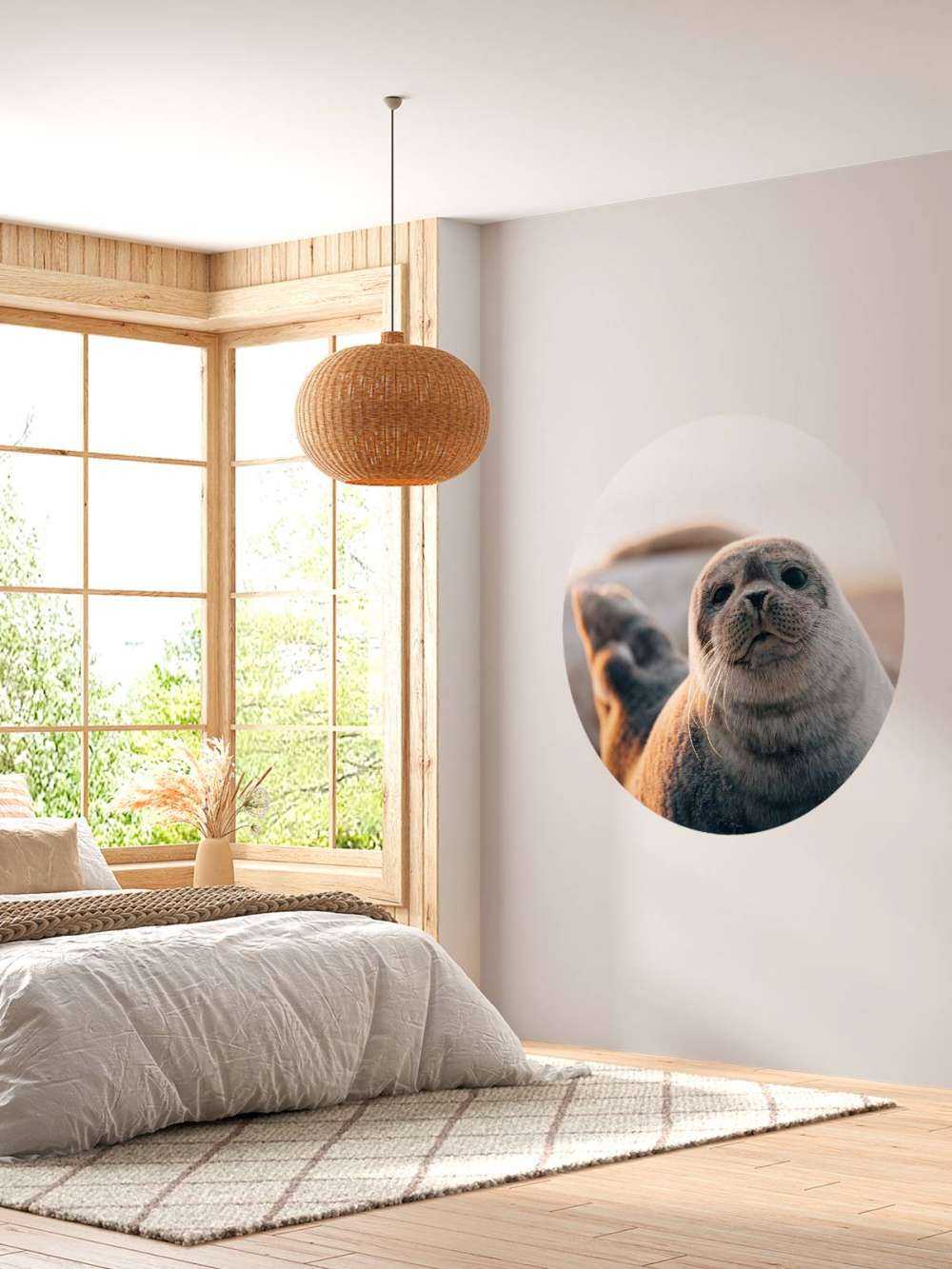 Seal on beach in evening light