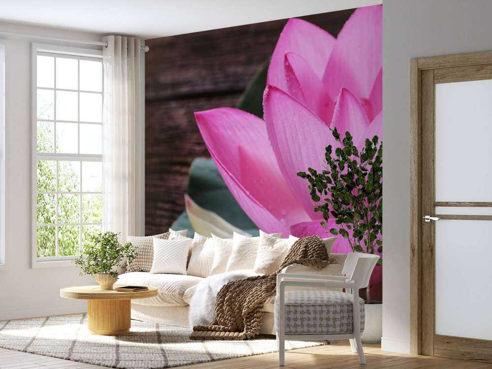 Close-up pink lotus