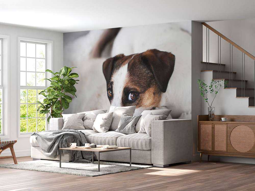 Dog and cat